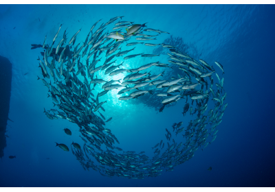 Co świadomi konsumenci powinni wiedzieć o peptydach kolagenu morskiego? image