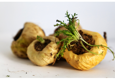 Maca (Lepidium meyenii) – Skarb Andów o niezwykłych właściwościach