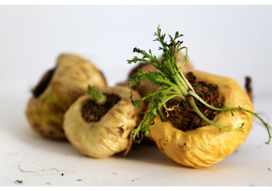 Maca (Lepidium meyenii) – Skarb Andów o niezwykłych właściwościach